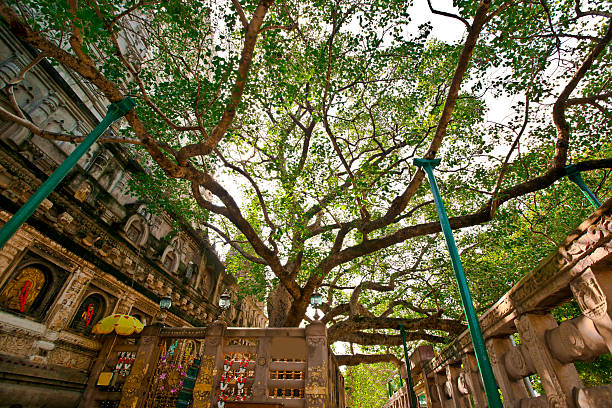 The Bodh Gaya MahaBodhi Tree